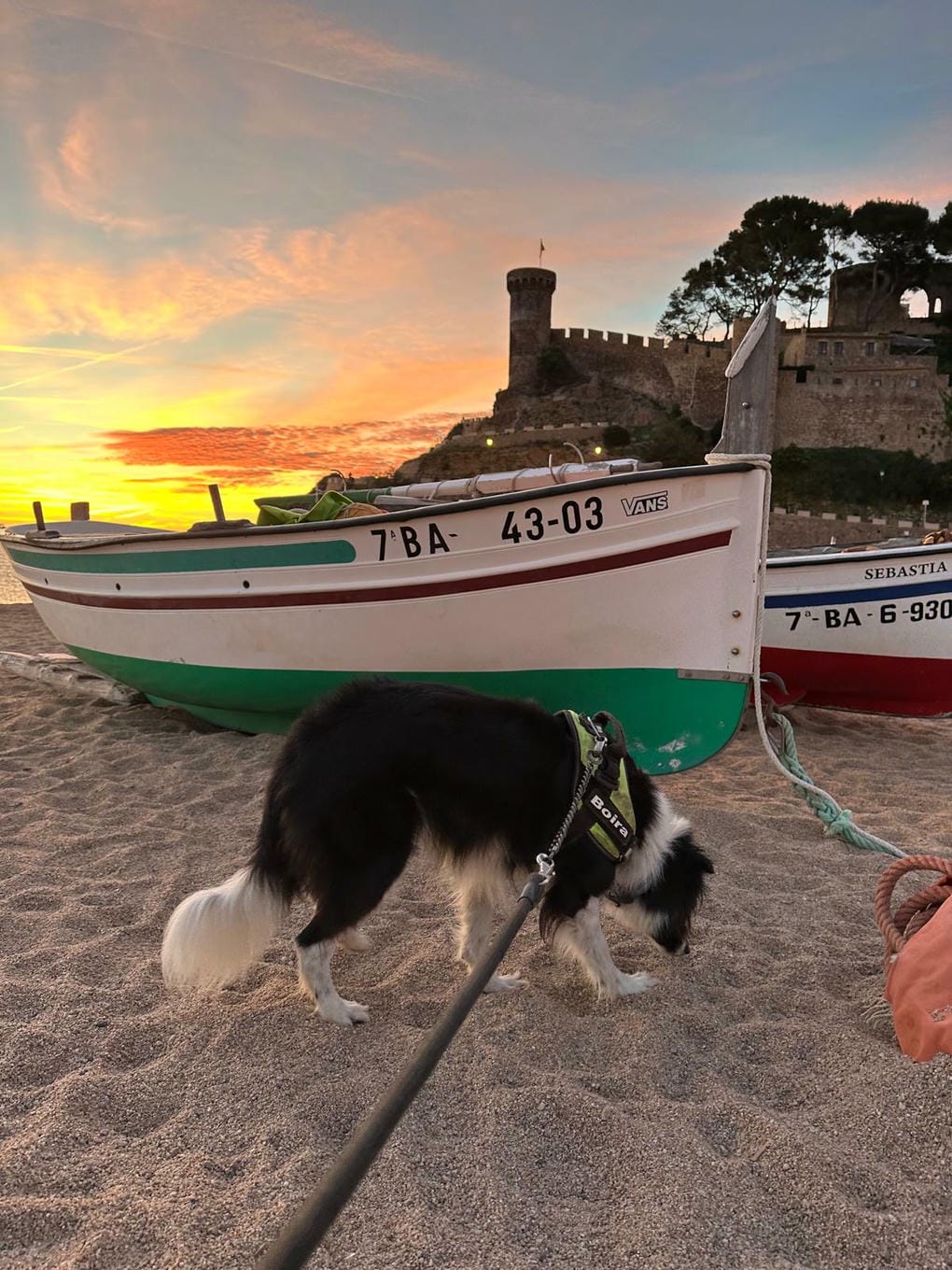 Els animals de companyia poden accedir a les platges de Tossa de Mar a partir de l’1 de novembre